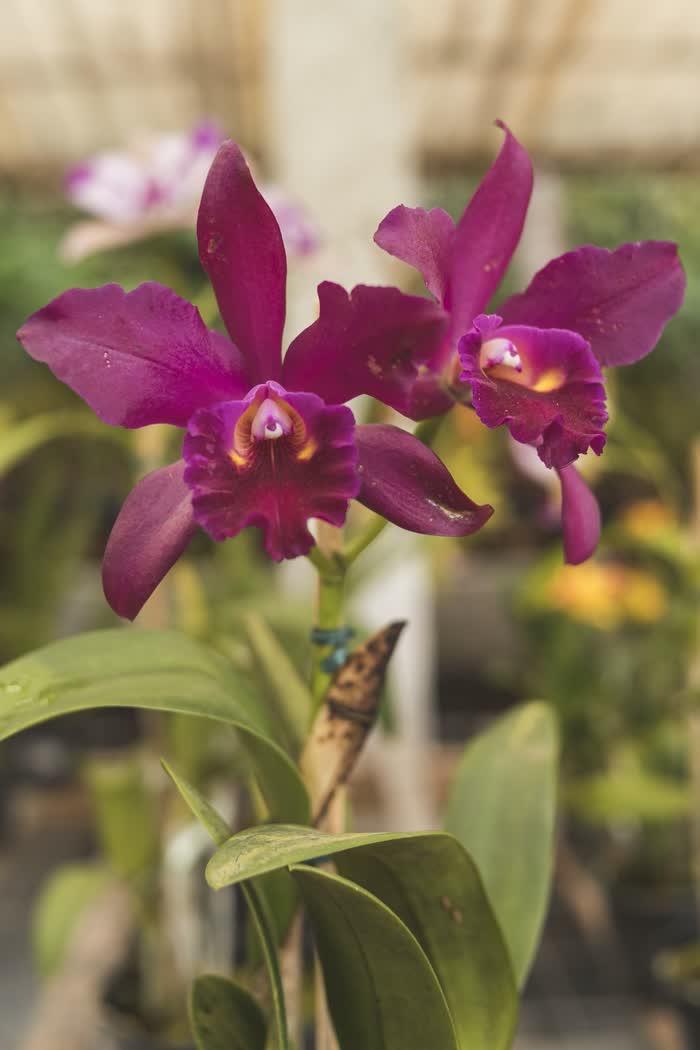 Orquídeas Cattleya magenta em flor na Fazenda dos Cordeiros, com outras orquídeas desfocadas ao fundo